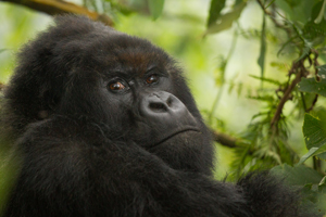 gorilla